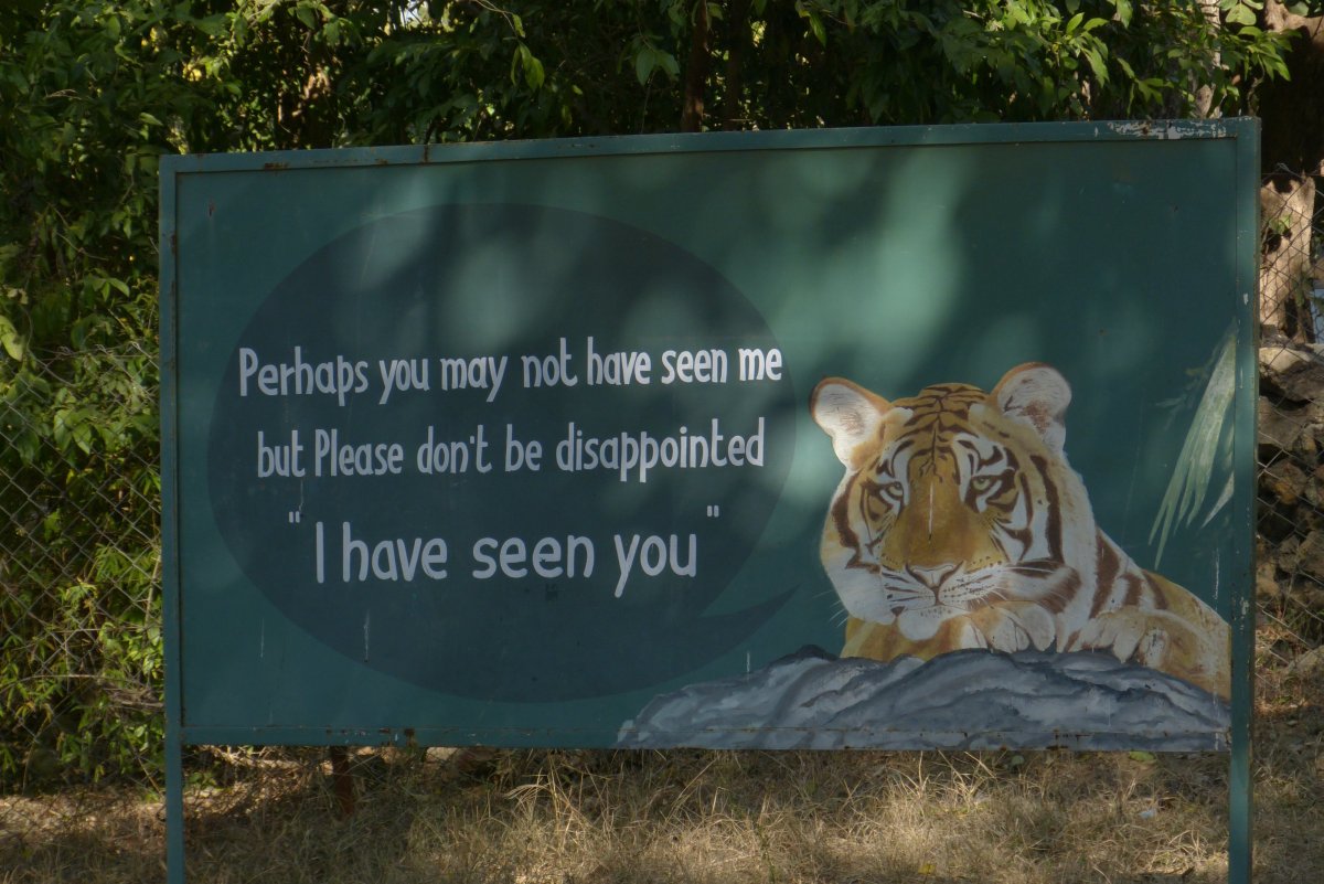 kein Tiger in Bandhavgarh