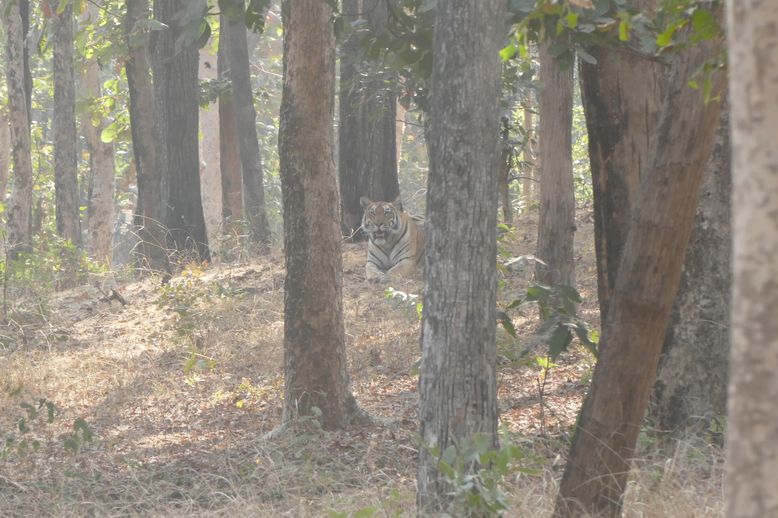 Pench male tiger