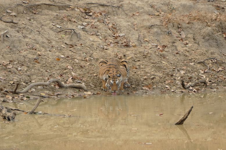 Tigerin trinkt in Bandhavgarh