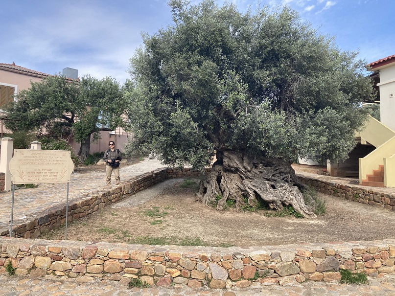 Olivenbaum in Vouves