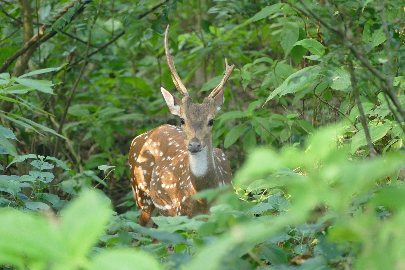 Chitwan NP Spotted Deer