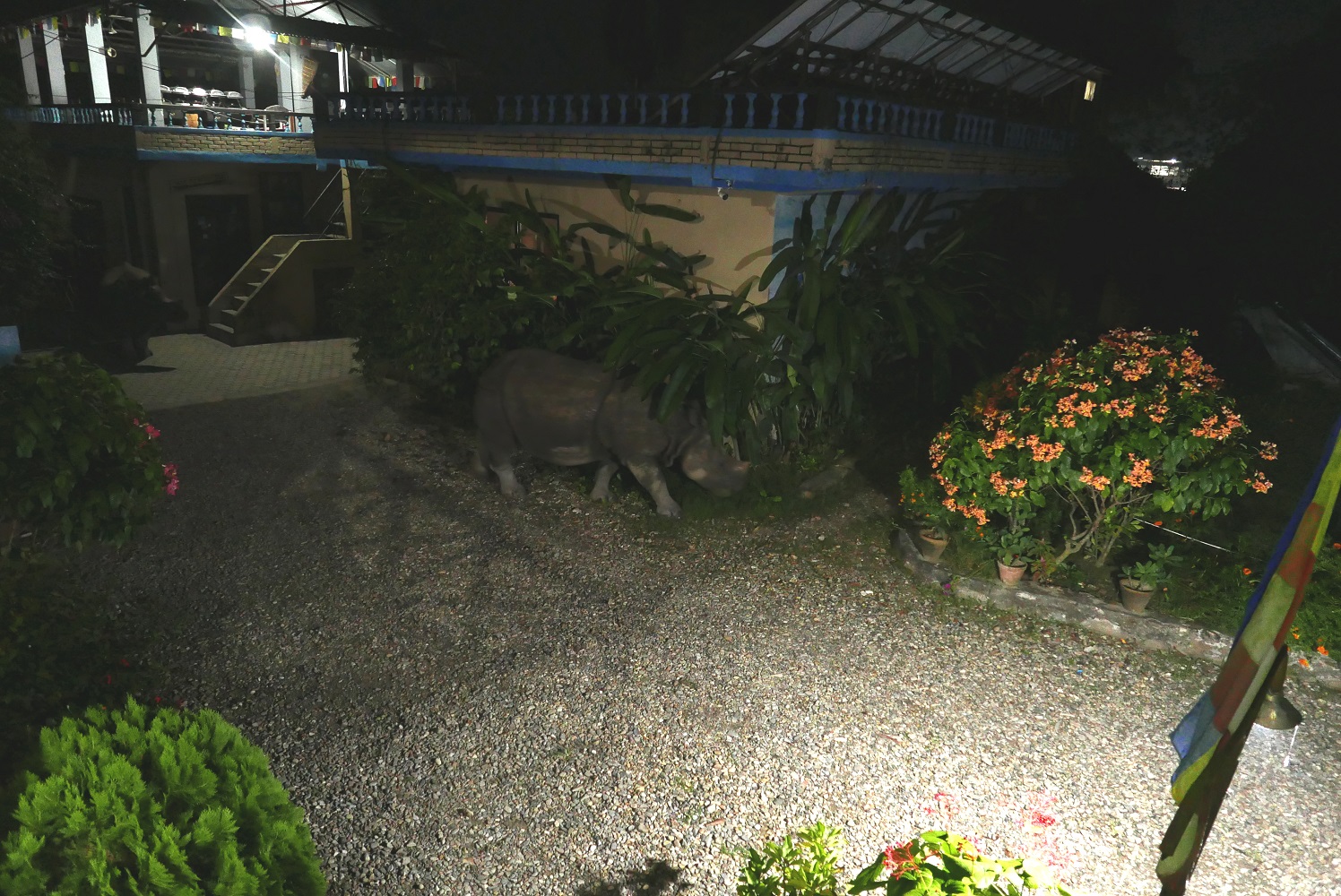 Rhino im Tiger Camp