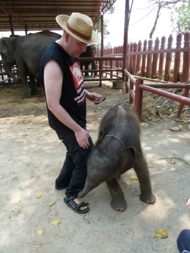 Baby Elephant Wrestling