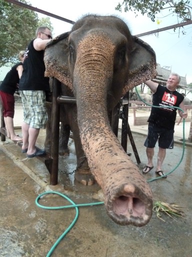 Honey beim Elephant Scrubbing