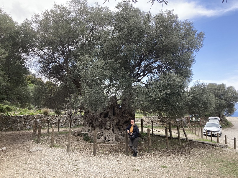 Kavusi Olivenbaum Kavusi Olivenbaum