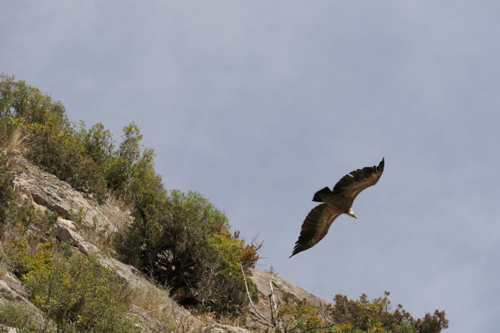 Geier in der Foz de Lumbier