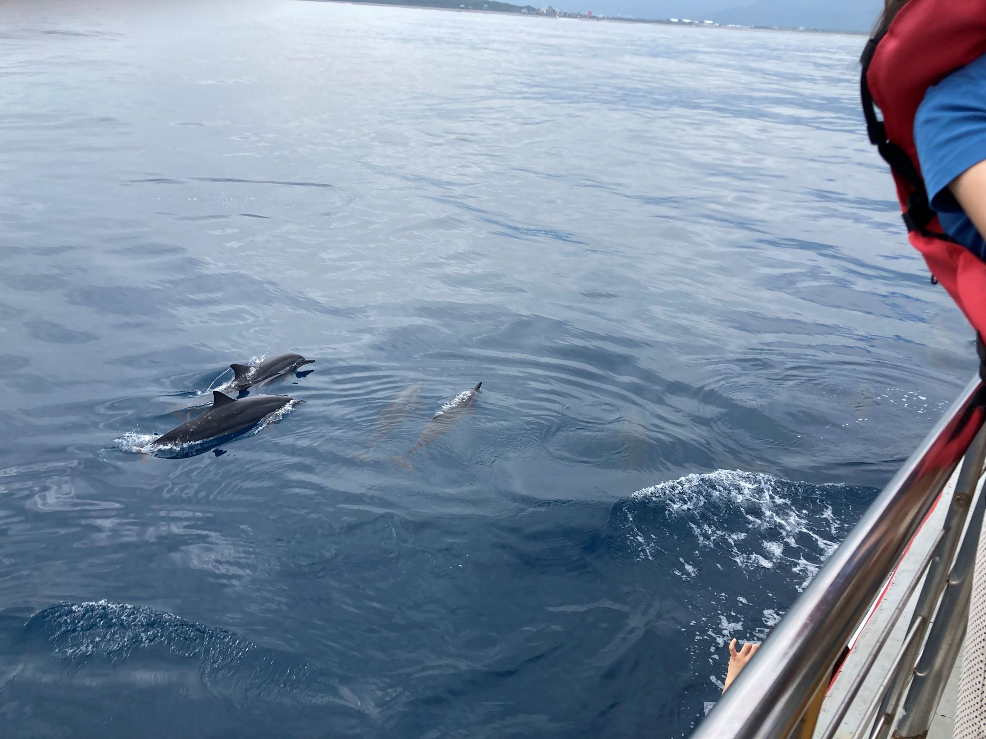 Long Snouted Spinner Dolphin Long Snouted Spinner Dolphin