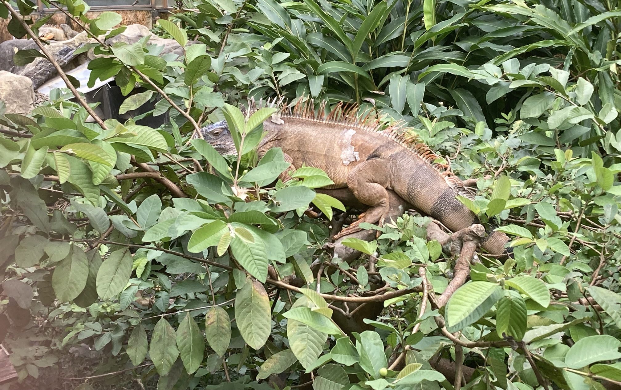 Taipeh Zoo Taipeh Zoo
